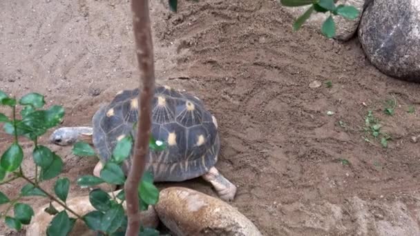 Madakascar Tortoise Pyxis Arachnoides Tortoise Walking Ground — Stock Video