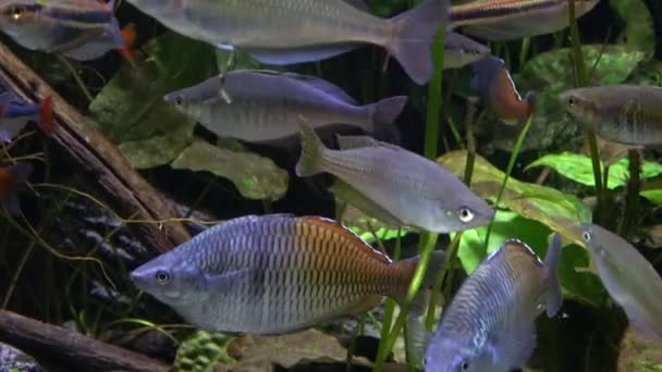 Peixes Tropicais Exóticos Aquário — Vídeo de Stock