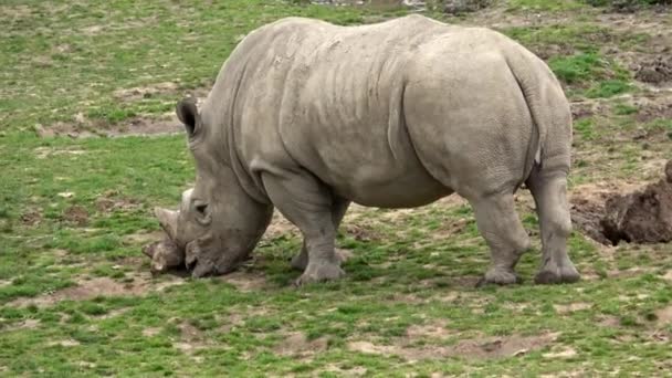 Південні Білі Носороги Ceratotherium Simum Simum Тварини Під Загрозою Зникнення — стокове відео