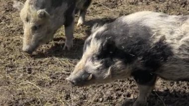 Piglet (Sus scrofa domestica) adlı bir organik tarım