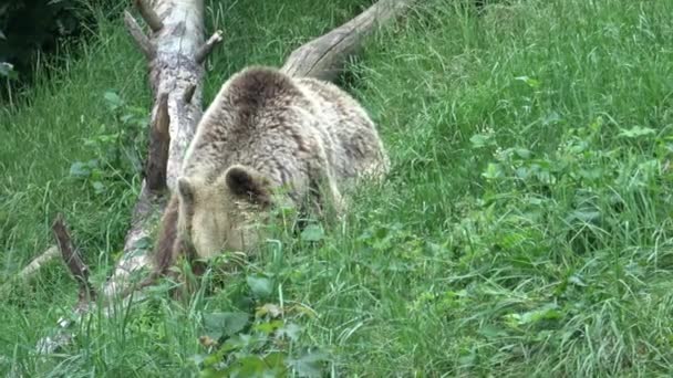 Brown Bear Eating Grass Forest — Stockvideo