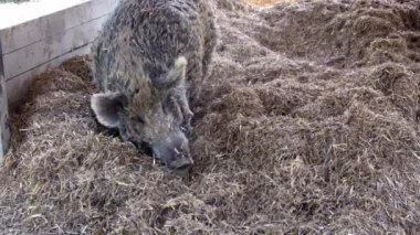Yaban domuzu (Sus scrofa) saman üzerinde duruyor