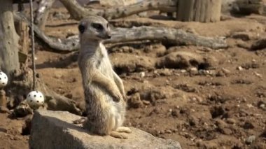 Suricata bir nöbetçinin üzerinde duruyor. (Suricata suricatta).