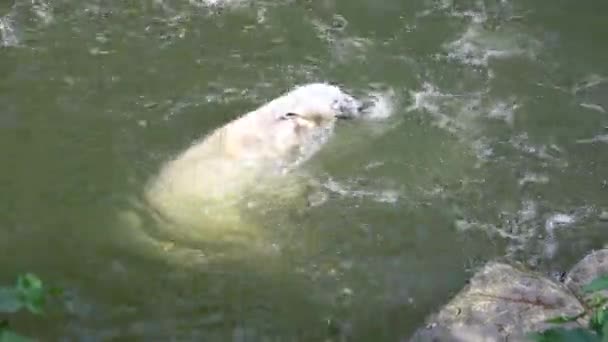 Polar Bear Ursus Maritimus Relaxing Water — Video