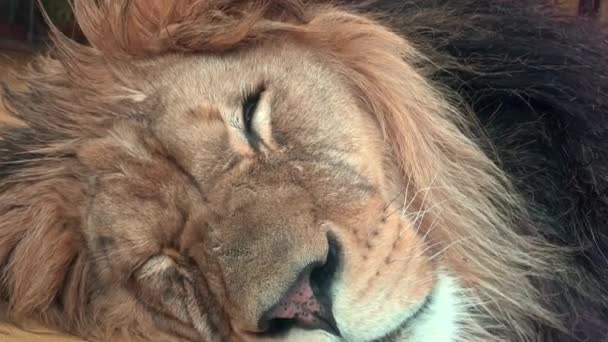 Grote Mannelijke Leeuw Die Grond Slaapt Close Upportret — Stockvideo