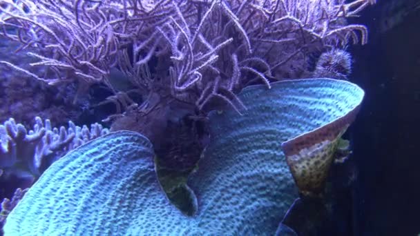 Tengeri Korallok Gyönyörű Akvárium — Stock videók