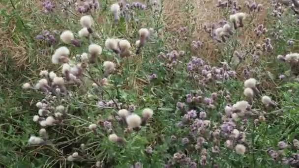 Cirsium Arvense Perennial Species Flowering Plant Family Asteraceae — Stock Video