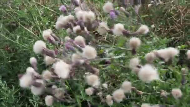 Cirsium Arvense Perennial Species Flowering Plant Family Asteraceae — Stockvideo