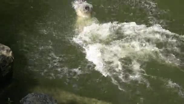 Polar Bear Swimming Water Ursus Maritimus — Stockvideo