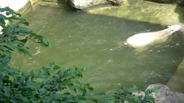 Polar Bear Swimming Water Ursus Maritimus — Video