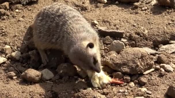 Meerkats Eating Chicks Suricata Suricatta — Stok video