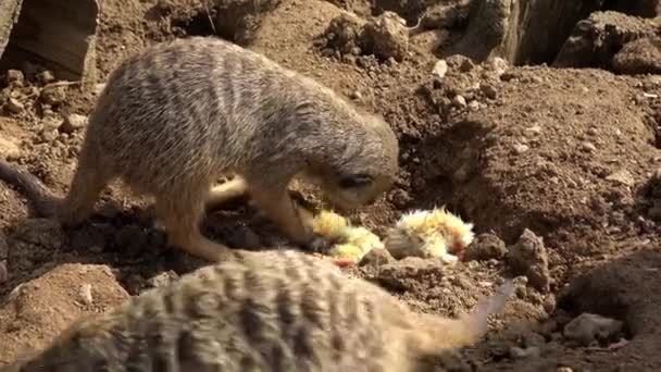 Meerkats Eating Chicks Suricata Suricatta — Vídeo de stock