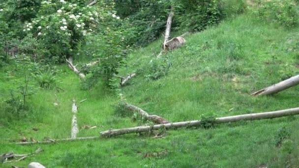 森林里的棕熊 — 图库视频影像