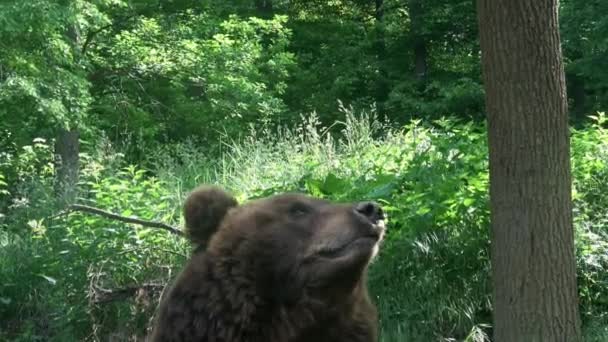 Barna Medve Erdőben — Stock videók