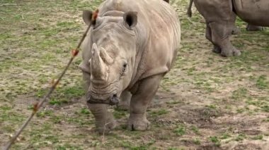 Güney beyaz gergedanı (Ceratotherium simum simum). Kritik tehlike altındaki hayvan türleri.