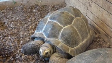 African Spurred Tortoise head (Centrochelys sulcata), also called the sulcata tortoise