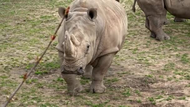 Південні Білі Носороги Ceratotherium Simum Simum Тварини Під Загрозою Зникнення — стокове відео