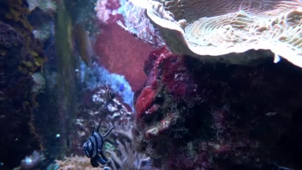 Akvarium Med Fiskar Och Koraller — Stockvideo