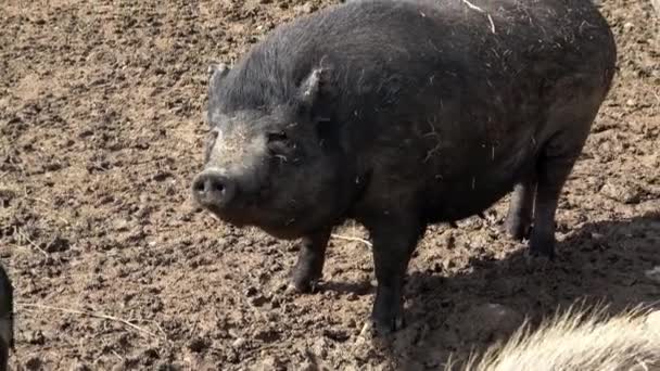 Portrait Large Black Pig — Video Stock