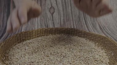 Dry pearl barley. Wheat grains (pearled barley)