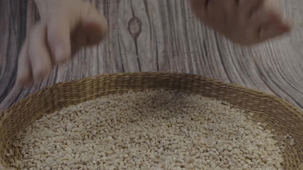 Dry Pearl Barley Wheat Grains Pearled Barley — 图库视频影像