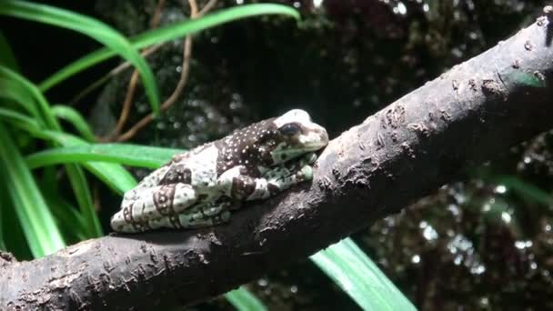Амазонка Молочная Лягушка Ветке Trachycephalus Resinifictrix — стоковое видео