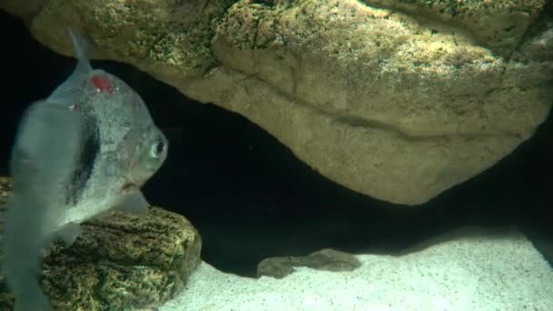 Akvaryumda Tropik Bir Balık — Stok video