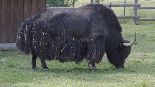 放牧的黑色家养牦牛 野猪和野猪 — 图库视频影像