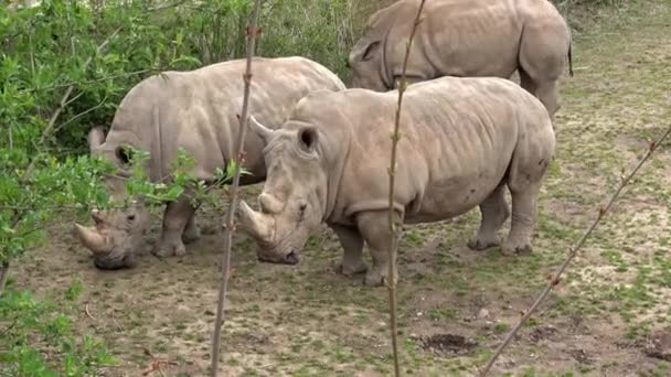 Rinoceronte Branco Sul Ceratotherium Simum Simum Espécies Animais Criticamente Ameaçadas — Vídeo de Stock