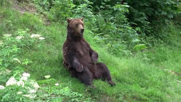Ξεκούραστη Καφέ Αρκούδα Ursus Arctos Στο Δάσος — Αρχείο Βίντεο