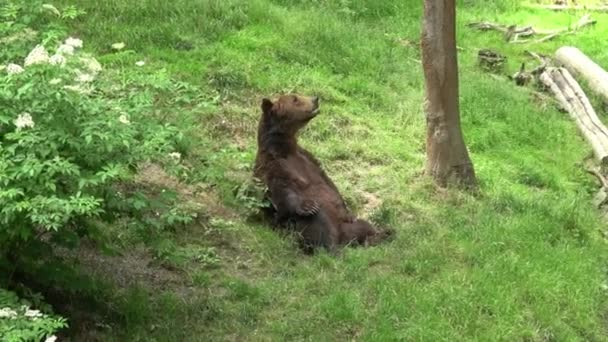 Oso Pardo Reposo Ursus Arctos Bosque — Vídeos de Stock