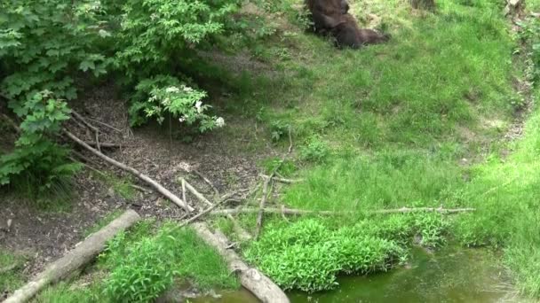 Ormanda Dinlenen Kahverengi Ayı Ursus Arctos — Stok video