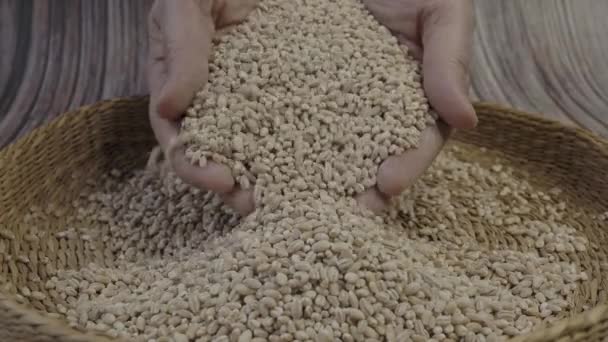 Dry Pearl Barley Wheat Grains Pearled Barley — Αρχείο Βίντεο