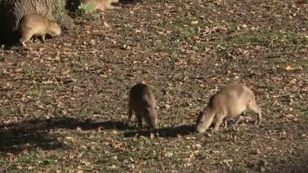 Capybara Hydrochoerus Hydrochaeris Ζεστή Ηλιόλουστη Μέρα — Αρχείο Βίντεο