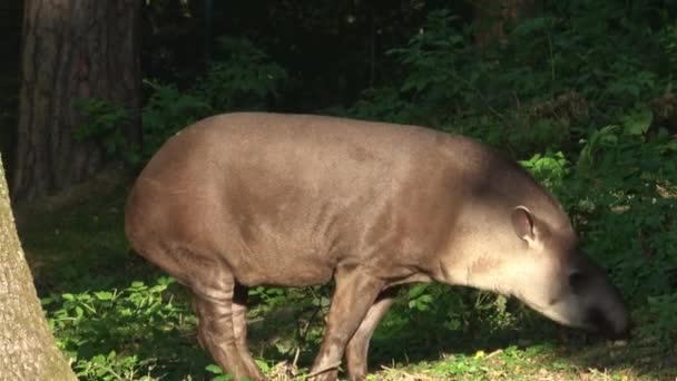 Vista Uma Anta Sul Americana Tapirus Terrestris — Vídeo de Stock