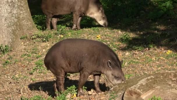 Vista Tapir Sudamericano Tapirus Terrestris — Vídeo de stock