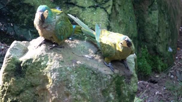 Papagaio Verde Amazona Farinosa Papagaio Verde Com Penas Amarelas — Vídeo de Stock