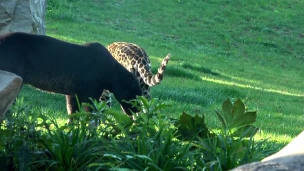 Μαύρος Και Στικτός Πάνθηρας Panthera Onca Δύο Ιαγουάροι — Αρχείο Βίντεο