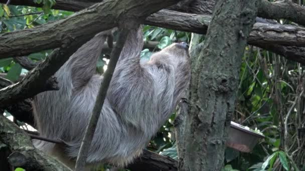 Animalul Leneș Două Degete Care Urcă Susul Jos Ramura Copacului — Videoclip de stoc