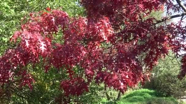 Feuilles Automne Couleur Rouge Chêne Quercus Palustris — Video