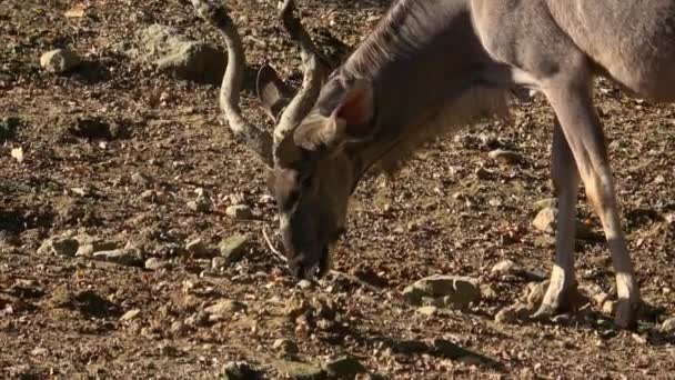 Vista Lateral Kudu Está Buscando Comida Tragelaphus Strepsiceros — Vídeos de Stock