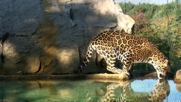 ジャガー Panthera Onca パンテラ属のネコ科の大型ネコで アメリカ原産の唯一の現存するパンテラ種であり ブラジルのパンタナールで見られる — ストック動画