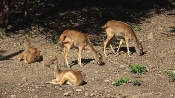 Group Nile Lechwe Mrs Gray Lechwe Kobus Megaceros Endangered Species — Vídeo de Stock