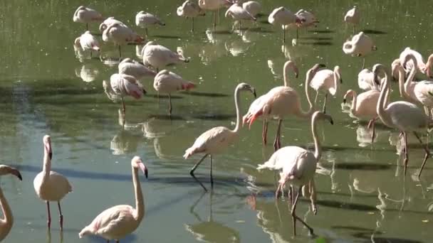 Flock Greater Flamingo Phoenicopterus Roseus — Stock Video
