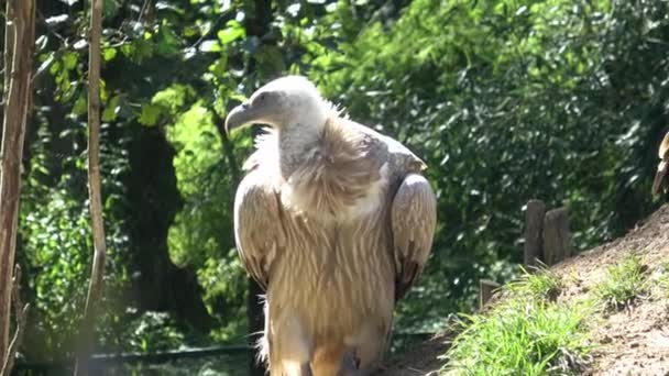 Avvoltoio Dell Himalaya Avvoltoio Grifone Dell Himalaya Gyps Himalayensis — Video Stock
