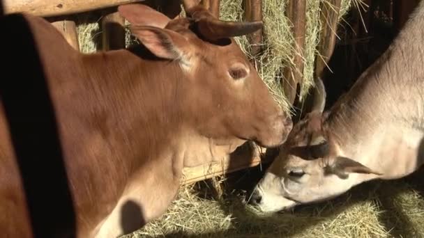 Grande Índio Gaur Masculino Bos Gaurus — Vídeo de Stock