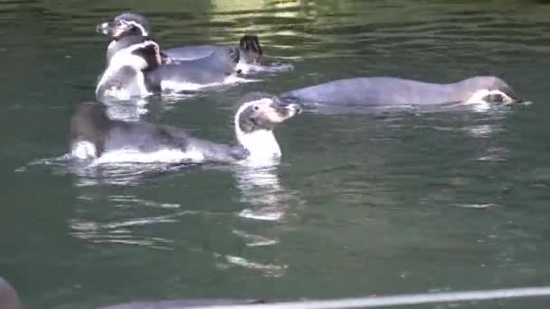 Humboldtský Tučňák Vodě Spheniscus Humboldti — Stock video