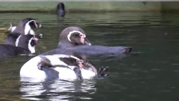 Pinguim Humboldt Água Spheniscus Humboldti — Vídeo de Stock