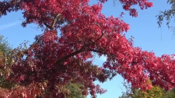Foglie Autunnali Quercia Colore Rosso Quercus Palustris — Video Stock