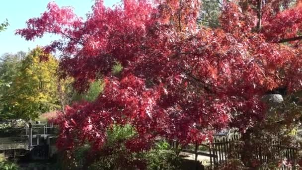 Folhas Outono Cor Vermelha Carvalho Quercus Palustris — Vídeo de Stock